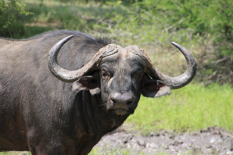 Singita Lebombo Lodge, South Africa